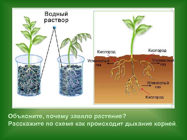 Объясните, почему завяло растение? Расскажите по схеме как происходит дыхание корней. 