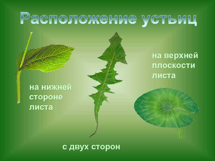 на верхней плоскости листа на нижней стороне листа с двух сторон 