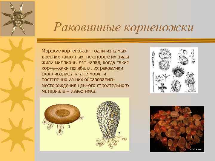 Раковинные корненожки Морские корненожки – одни из самых древних животных, некоторые их виды жили