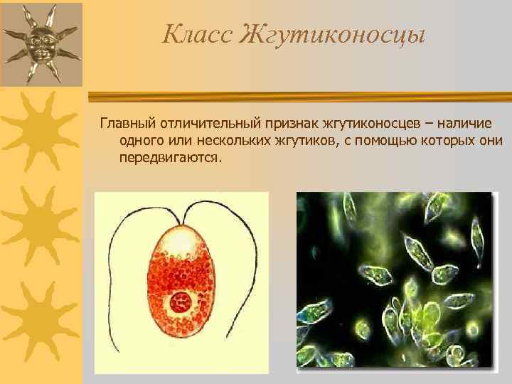 Класс Жгутиконосцы Главный отличительный признак жгутиконосцев – наличие одного или нескольких жгутиков, с помощью