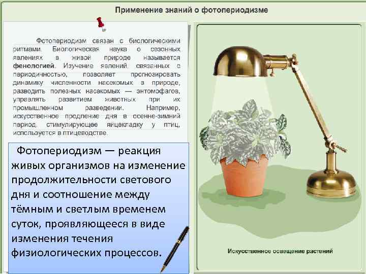 Фотопериодизм — реакция живых организмов на изменение продолжительности светового дня и соотношение между тёмным