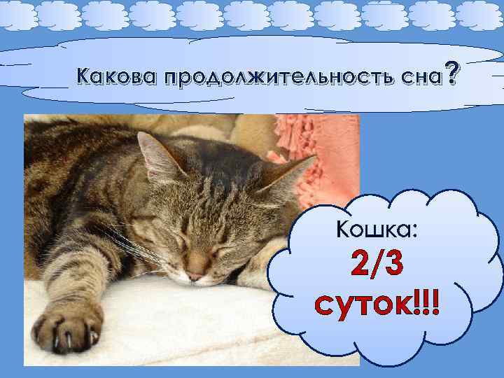 Какова продолжительность сна? Кошка: 2/3 суток!!! 