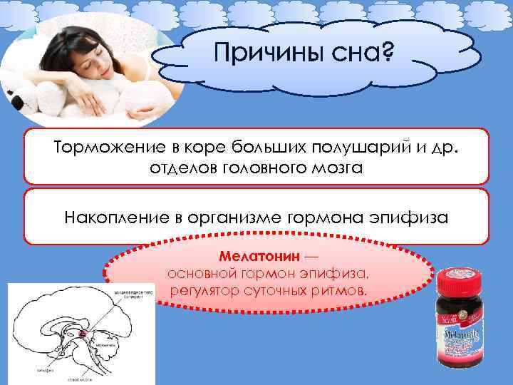 Причины сна? Торможение в коре больших полушарий и др. отделов головного мозга Накопление в