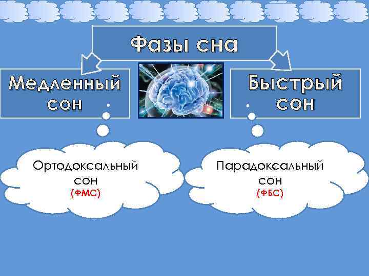 Фазы сна Медленный сон Ортодоксальный сон (ФМС) Быстрый сон Парадоксальный сон (ФБС) 