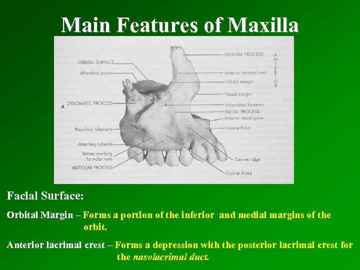 Main Features of Maxilla Facial Surface: Orbital Margin – Forms a portion of the