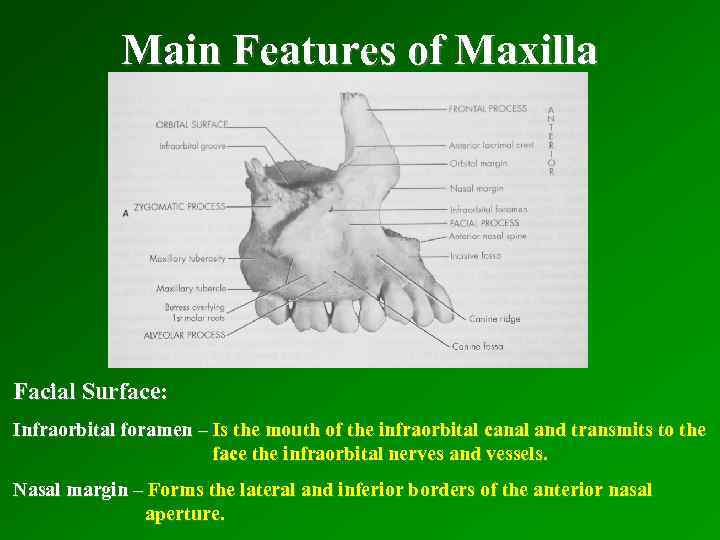 Main Features of Maxilla Facial Surface: Infraorbital foramen – Is the mouth of the
