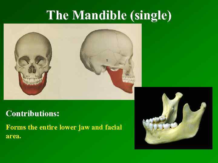 The Mandible (single) Contributions: Forms the entire lower jaw and facial area. 