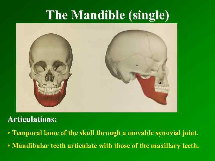 The Mandible (single) Articulations: • Temporal bone of the skull through a movable synovial