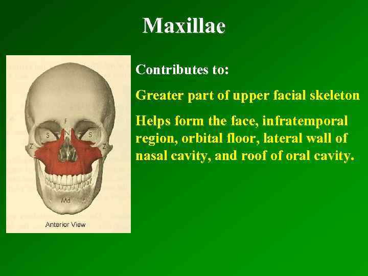 Maxillae Contributes to: Greater part of upper facial skeleton Helps form the face, infratemporal