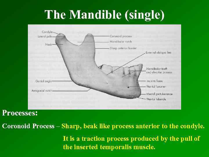 The Mandible (single) Processes: Coronoid Process – Sharp, beak like process anterior to the