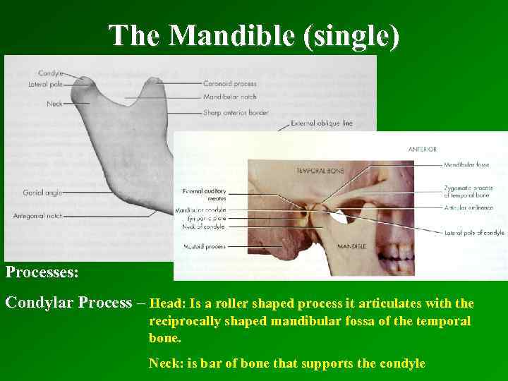 The Mandible (single) Processes: Condylar Process – Head: Is a roller shaped process it