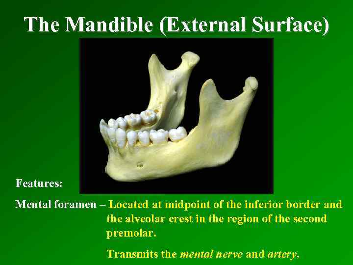 The Mandible (External Surface) Features: Mental foramen – Located at midpoint of the inferior