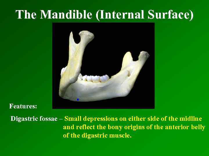 The Mandible (Internal Surface) Features: Digastric fossae – Small depressions on either side of