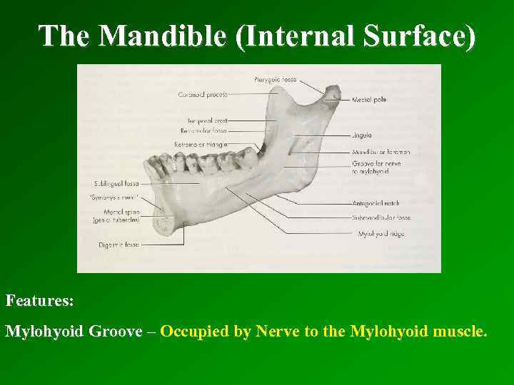 The Mandible (Internal Surface) Features: Mylohyoid Groove – Occupied by Nerve to the Mylohyoid