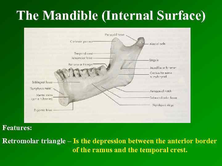 The Mandible (Internal Surface) Features: Retromolar triangle – Is the depression between the anterior