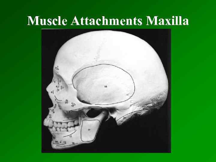 Muscle Attachments Maxilla 