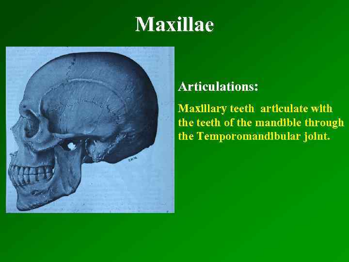 Maxillae Articulations: Maxillary teeth articulate with the teeth of the mandible through the Temporomandibular