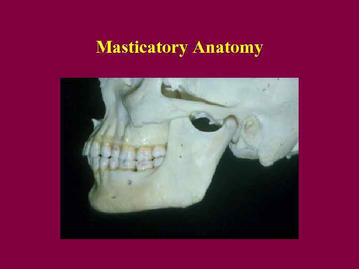 Masticatory Anatomy 