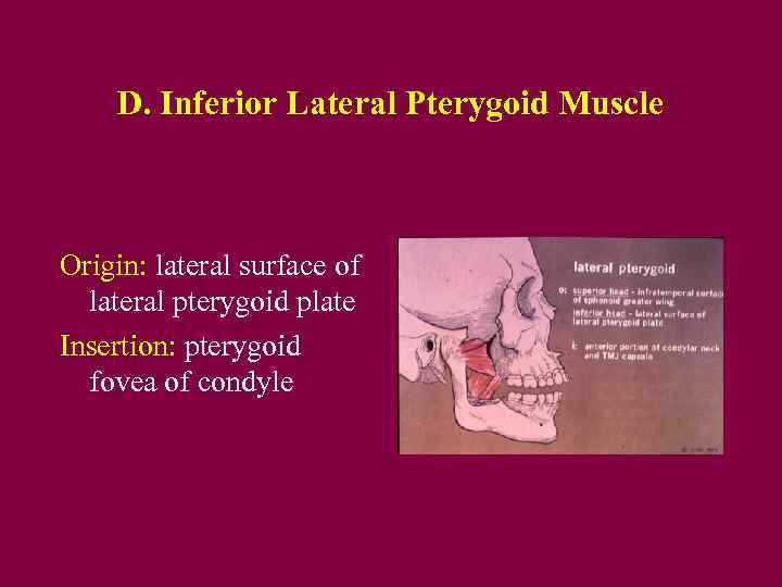 D. Inferior Lateral Pterygoid Muscle Origin: lateral surface of lateral pterygoid plate Insertion: pterygoid