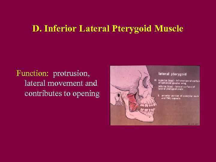 D. Inferior Lateral Pterygoid Muscle Function: protrusion, lateral movement and contributes to opening 