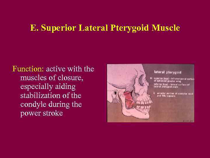 E. Superior Lateral Pterygoid Muscle Function: active with the muscles of closure, especially aiding
