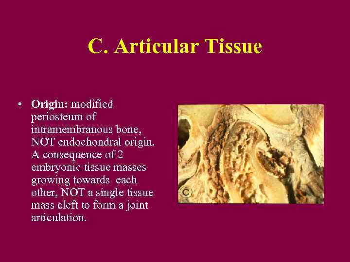 C. Articular Tissue • Origin: modified periosteum of intramembranous bone, NOT endochondral origin. A