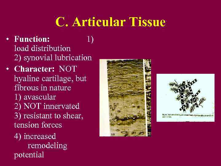 C. Articular Tissue • Function: 1) load distribution 2) synovial lubrication • Character: NOT