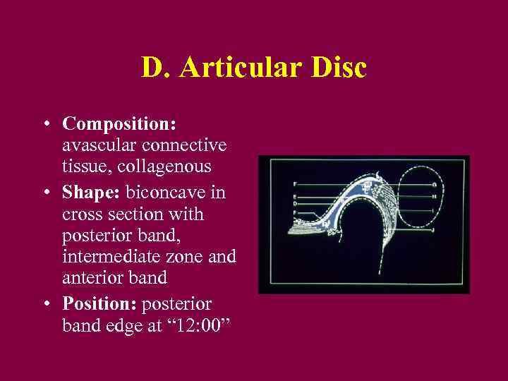 D. Articular Disc • Composition: avascular connective tissue, collagenous • Shape: biconcave in cross