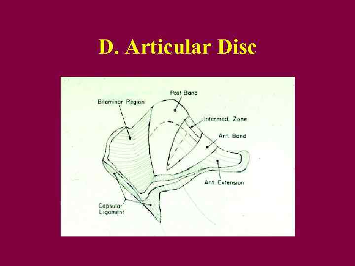 D. Articular Disc 