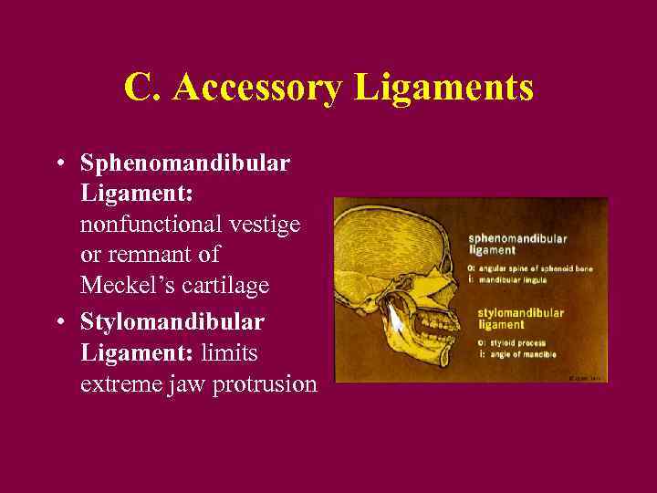 C. Accessory Ligaments • Sphenomandibular Ligament: nonfunctional vestige or remnant of Meckel’s cartilage •