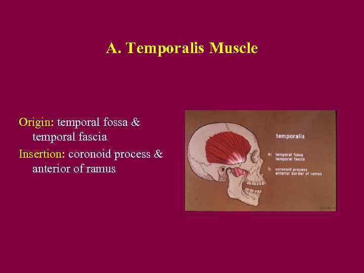 A. Temporalis Muscle Origin: temporal fossa & temporal fascia Insertion: coronoid process & anterior