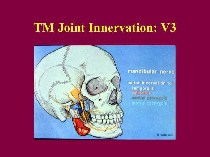 TM Joint Innervation: V 3 