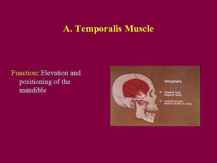 A. Temporalis Muscle Function: Elevation and positioning of the mandible 