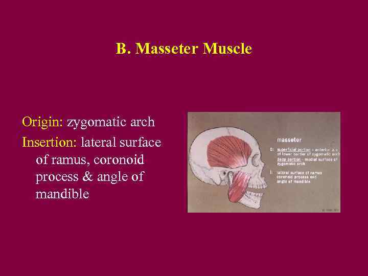 B. Masseter Muscle Origin: zygomatic arch Insertion: lateral surface of ramus, coronoid process &
