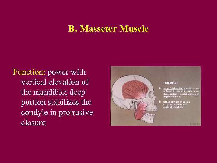 B. Masseter Muscle Function: power with vertical elevation of the mandible; deep portion stabilizes