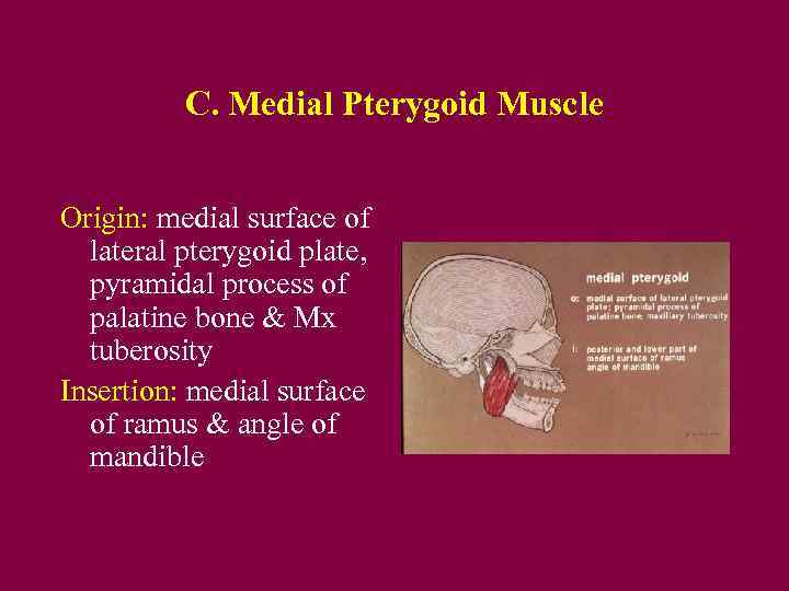 C. Medial Pterygoid Muscle Origin: medial surface of lateral pterygoid plate, pyramidal process of