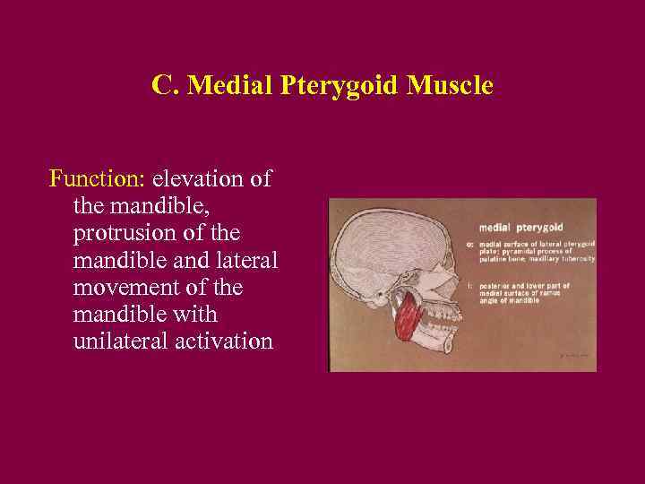 C. Medial Pterygoid Muscle Function: elevation of the mandible, protrusion of the mandible and