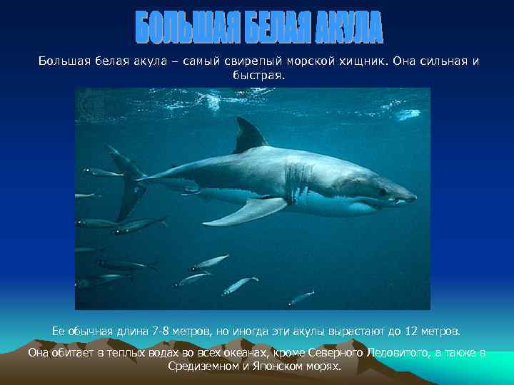 Большая белая акула – самый свирепый морской хищник. Она сильная и быстрая. Ее обычная