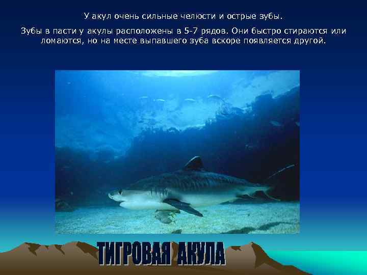 У акул очень сильные челюсти и острые зубы. Зубы в пасти у акулы расположены