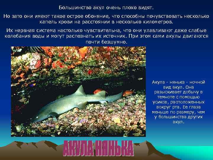 Большинство акул очень плохо видят. Но зато они имеют такое острое обоняние, что способны