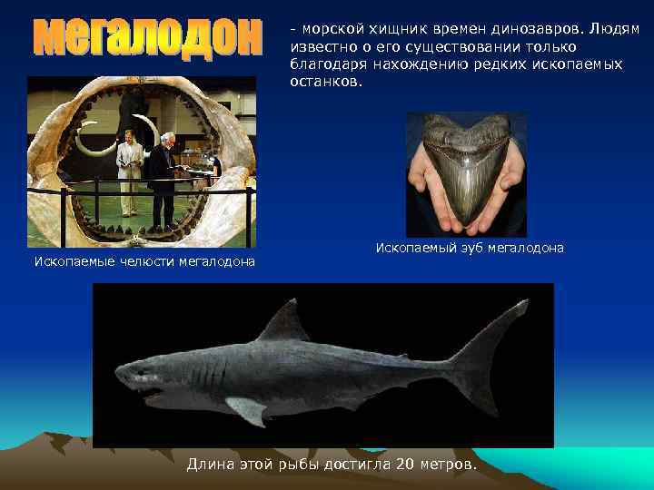 - морской хищник времен динозавров. Людям известно о его существовании только благодаря нахождению редких