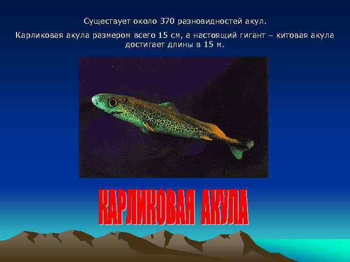 Существует около 370 разновидностей акул. Карликовая акула размером всего 15 см, а настоящий гигант
