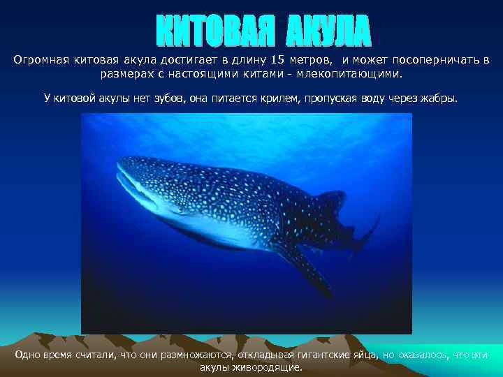 Огромная китовая акула достигает в длину 15 метров, и может посоперничать в размерах с