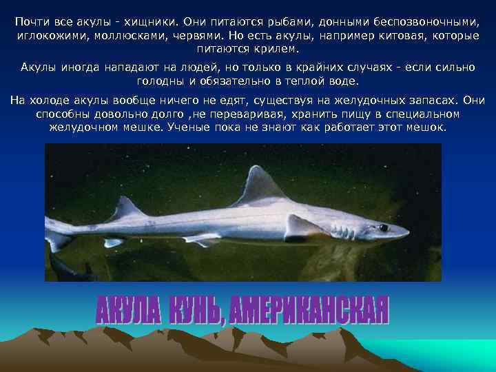 Почти все акулы - хищники. Они питаются рыбами, донными беспозвоночными, иглокожими, моллюсками, червями. Но