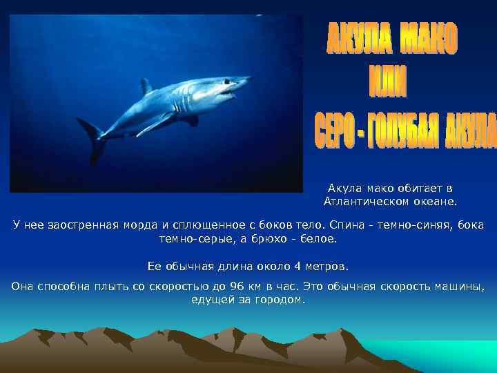 Акула мако обитает в Атлантическом океане. У нее заостренная морда и сплющенное с боков