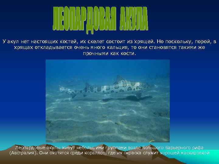 У акул нет настоящих костей, их скелет состоит из хрящей. Но поскольку, порой, в