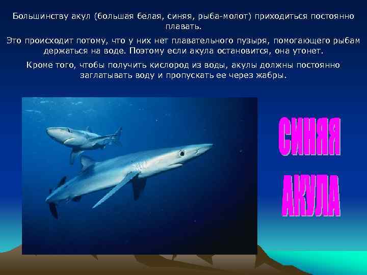 Большинству акул (большая белая, синяя, рыба-молот) приходиться постоянно плавать. Это происходит потому, что у