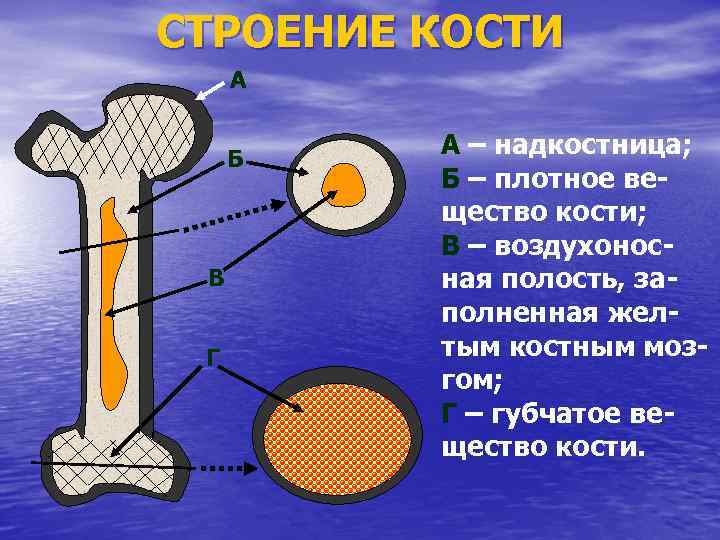 Признаки надкостницы. Строение надкостницы. Надкостница кости. Функции надкостницы.