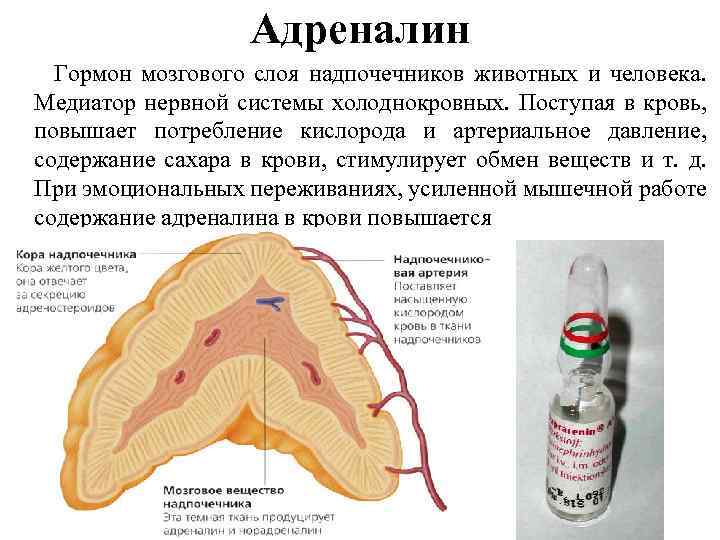Адреналин Адреналин эпинефрин — основной гормон мозгового