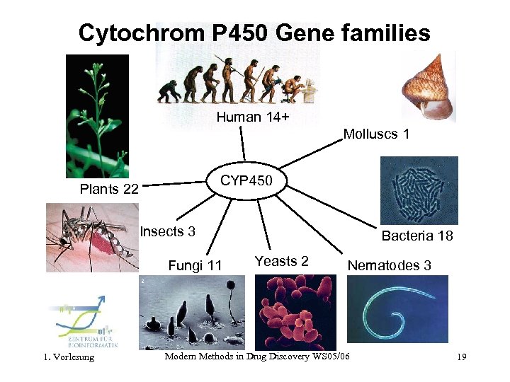 Cytochrom P 450 Gene families Human 14+ Molluscs 1 CYP 450 Plants 22 Insects